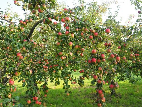 apple apple tree fruit