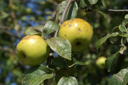 apple apple tree green