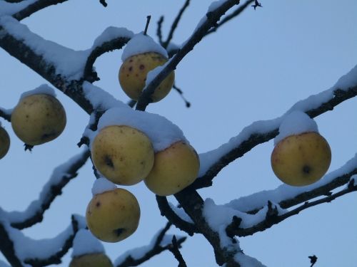 apple fruit snow
