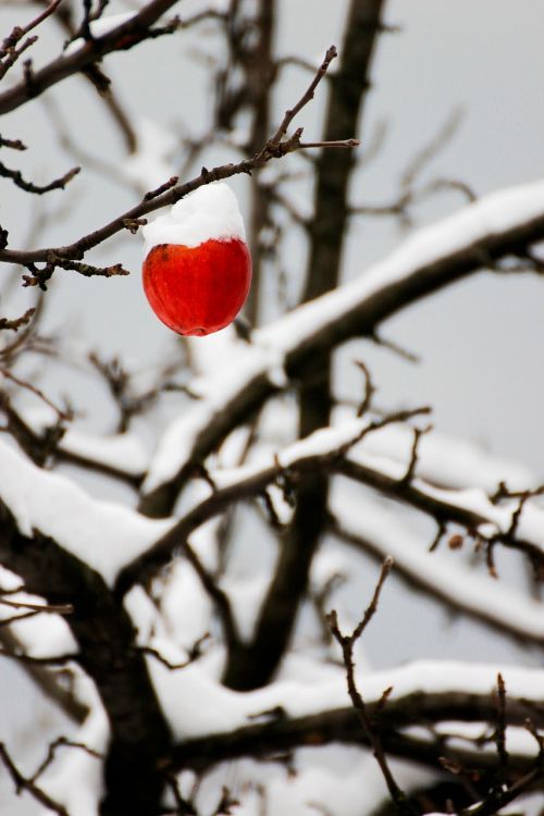 apple winter snow