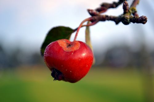 apple autumn red
