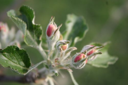 apple boskoop blossom