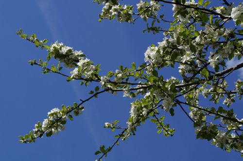 apple blossom bloom