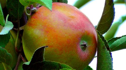 apple fruit apple tree