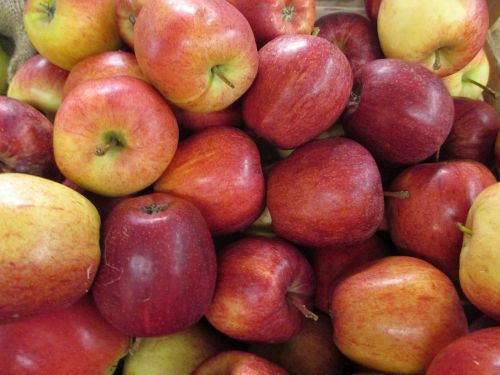 apple hofladen red