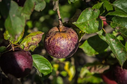 apple purple red