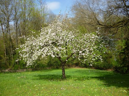 apple tree fruit tree