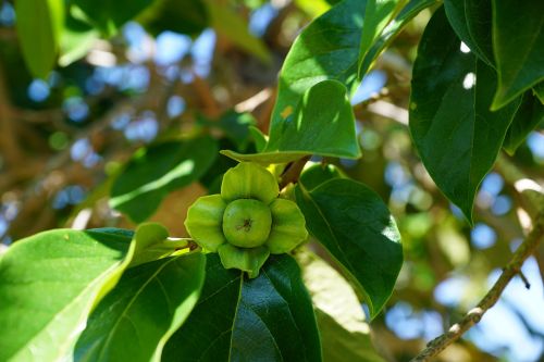 apple tree green