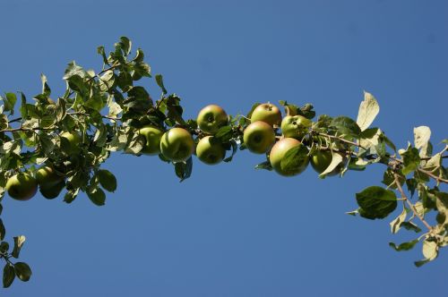 apple tree apple tree