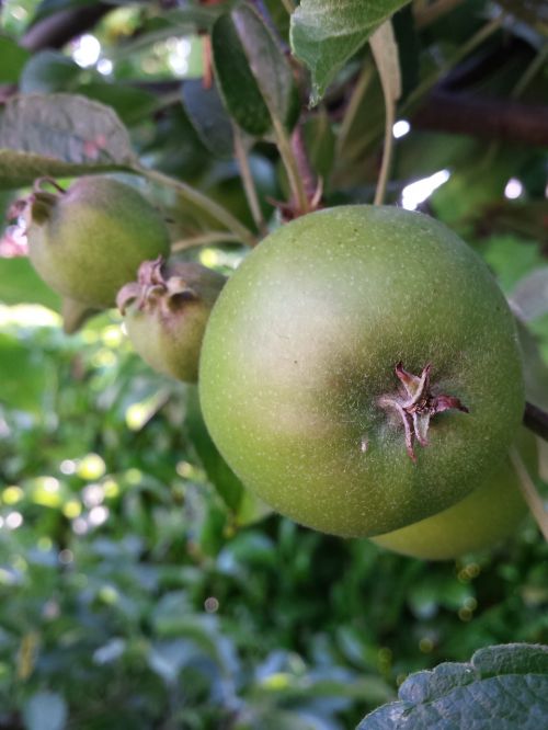 apple green nature