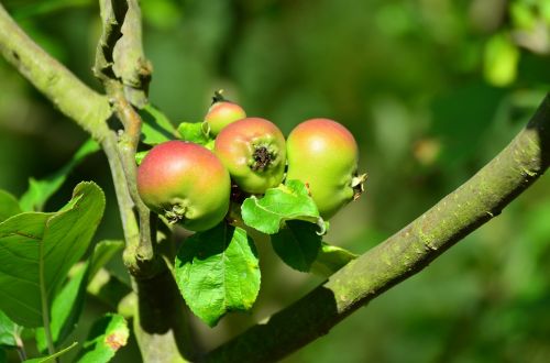 apple apple tree fruits