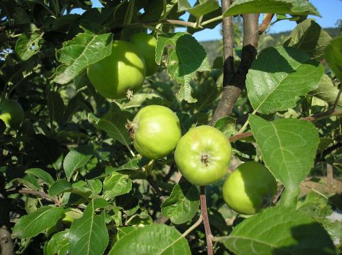 apple fruits nature