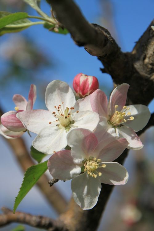apple april blossom