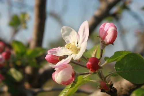 apple flowers bud