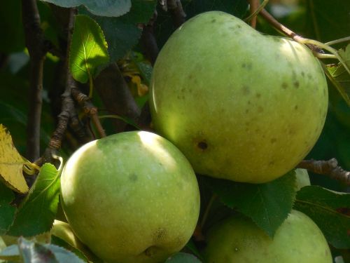 apple tree nature