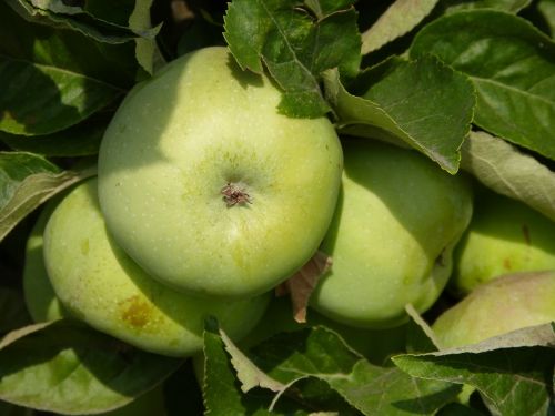 apple green apple tree