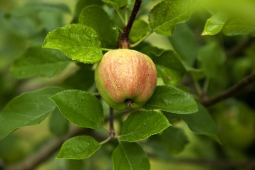 apple wood apple tree