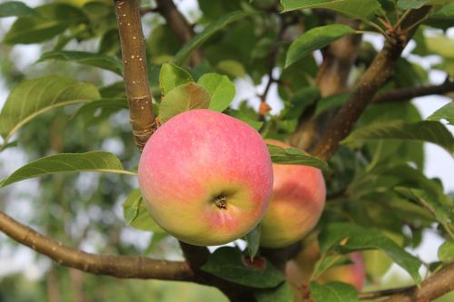 apple apple tree