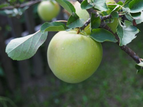 apple green tree