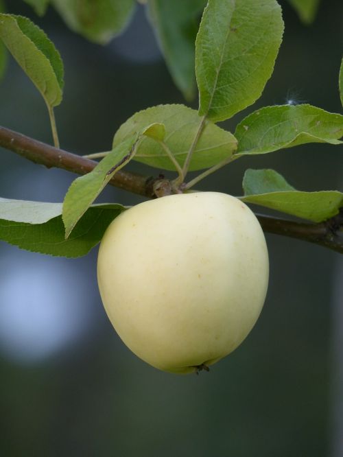 apple yellow tree