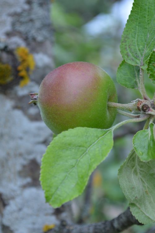 apple apple tree fruit