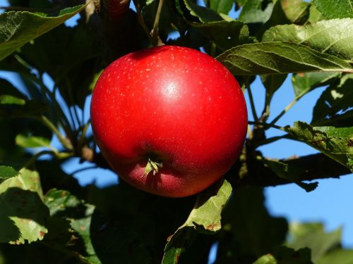 apple red fruit