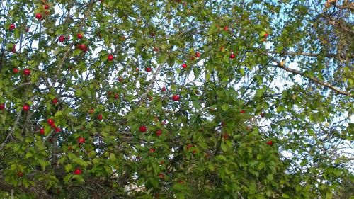 apple apple tree tree