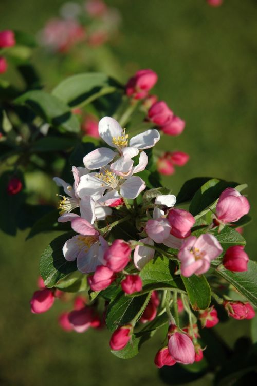 apple spring apple blossom