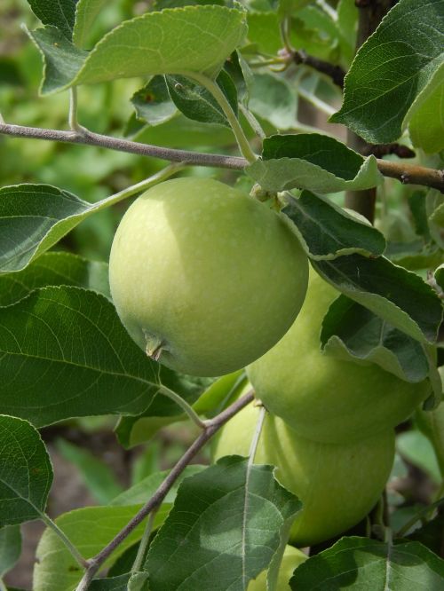 apple green apple branch with leaves