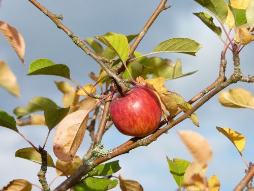 apple autumn harvest