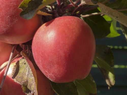 apple red harvest