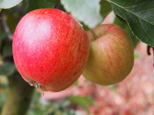 apple autumn fruits
