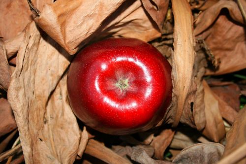 Apple Amongst Dead Leaves