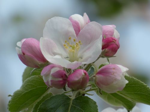 apple blossom apple tree blossom
