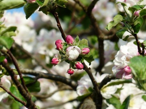 apple blossom apple tree blossom