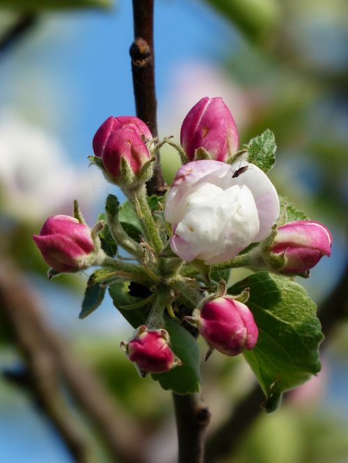 apple blossom apple tree blossom