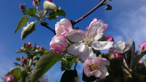 apple blossom in the own garden gorgeous