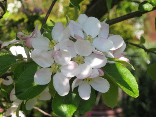 apple blossom fruit tree spring