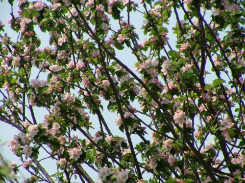 Apple Blossom