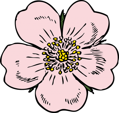 apple blossom flower rose