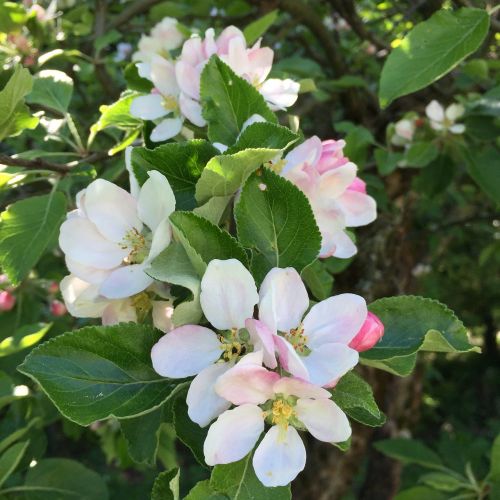 apple blossom apple tree blossom