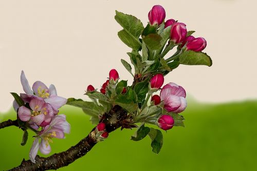 apple blossom apple tree apple tree flowers
