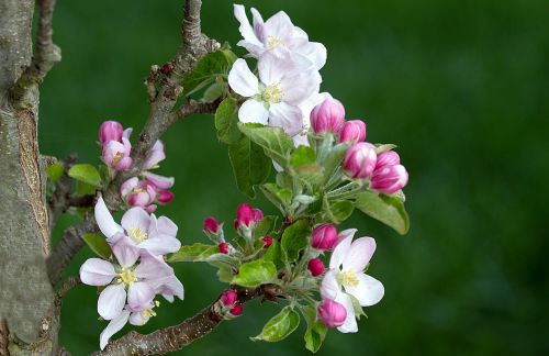 apple blossom apple tree apple tree flowers