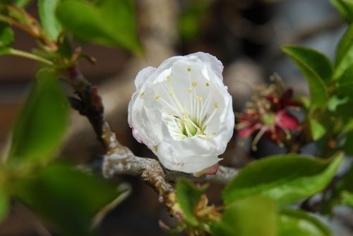 apple blossom spring nature