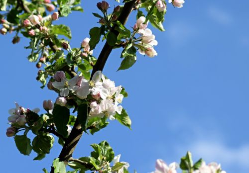 apple blossom may spring