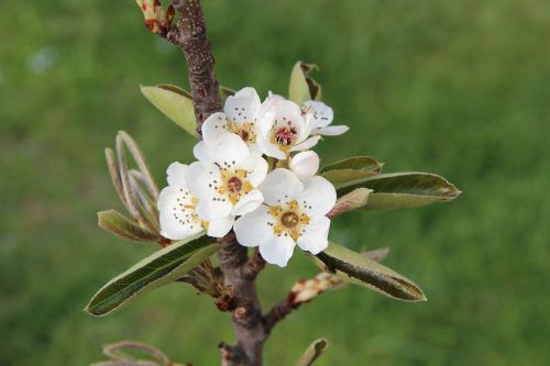 apple blossom white blossom spring