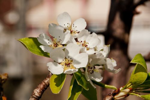 apple blossom apple flower spring