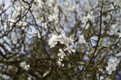 apple blossom tree blossom white