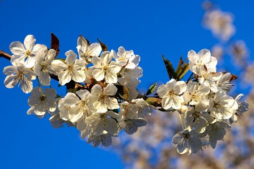 apple blossom apple tree blossom spring