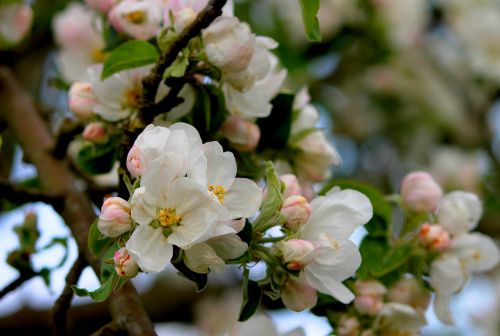 apple blossom apple tree branch